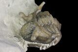 Rare, Enrolled Encrinurus Deomenos Trilobite - Quebec #164443-3